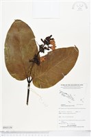 登錄號:BS05156藏品圖，第1張