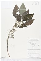 登錄號:BS05157藏品圖，第1張