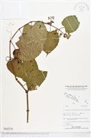 登錄號:BS05158藏品圖，第1張