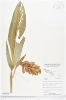登錄號:BS05159藏品圖，第1張