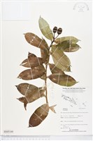 登錄號:BS05160藏品圖，第1張