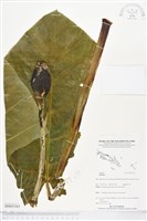 登錄號:BS05163藏品圖，第1張