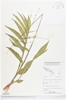 登錄號:BS05164藏品圖，第1張