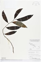 登錄號:BS05165藏品圖，第1張