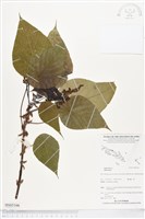 登錄號:BS05166藏品圖，第1張