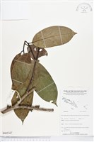 登錄號:BS05167藏品圖，第1張