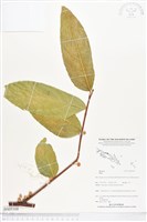 登錄號:BS05168藏品圖，第1張