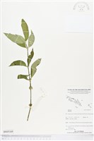 登錄號:BS05169藏品圖，第1張