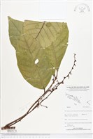 登錄號:BS05174藏品圖，第1張