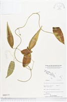 登錄號:BS05175藏品圖，第1張