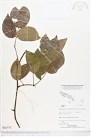登錄號:BS05176藏品圖，第1張