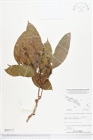登錄號:BS05177藏品圖，第1張