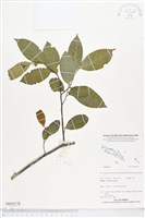 登錄號:BS05178藏品圖，第1張