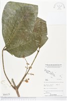 登錄號:BS05179藏品圖，第1張