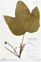 登錄號:BS05180藏品圖，第1張