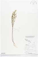 圓錐花遠志藏品圖，第1張