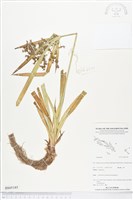 登錄號:BS05185藏品圖，第1張