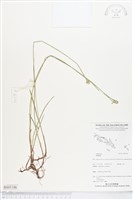 登錄號:BS05186藏品圖，第1張