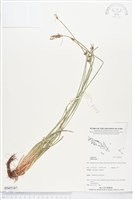 登錄號:BS05187藏品圖，第1張