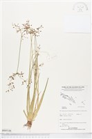 登錄號:BS05188藏品圖，第1張