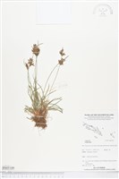 登錄號:BS05189藏品圖，第1張