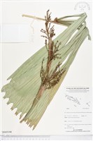 登錄號:BS05190藏品圖，第1張