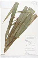 登錄號:BS05191藏品圖，第1張