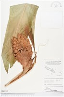 登錄號:BS05193藏品圖，第1張