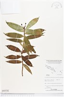 登錄號:BS05194藏品圖，第1張