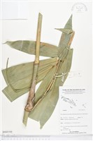登錄號:BS05195藏品圖，第1張