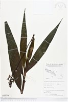登錄號:BS05196藏品圖，第1張