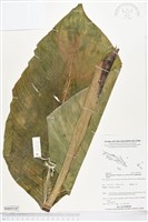 登錄號:BS05197藏品圖，第1張