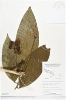 登錄號:BS05199藏品圖，第1張