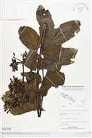 登錄號:BS05200藏品圖，第1張