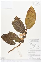 登錄號:BS05209藏品圖，第1張