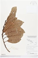 登錄號:BS05214藏品圖，第1張