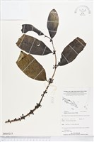 登錄號:BS05215藏品圖，第1張