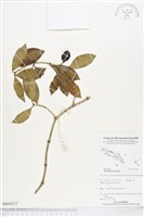登錄號:BS05217藏品圖，第1張