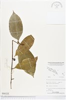 登錄號:BS05218藏品圖，第1張