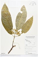 登錄號:BS05219藏品圖，第1張