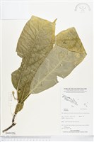 登錄號:BS05220藏品圖，第1張