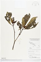 登錄號:BS05222藏品圖，第1張