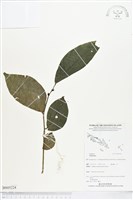 登錄號:BS05224藏品圖，第1張