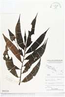 登錄號:BS05226藏品圖，第1張