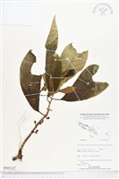 登錄號:BS05227藏品圖，第1張