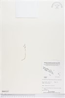 登錄號:BS05231藏品圖，第1張