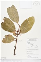 登錄號:BS05232藏品圖，第1張