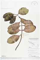 登錄號:BS05233藏品圖，第1張