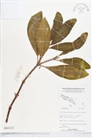 登錄號:BS05239藏品圖，第1張