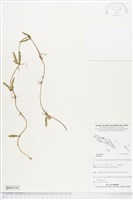 登錄號:BS05242藏品圖，第1張